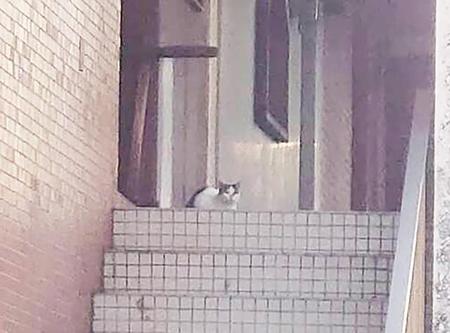 和歌山市内のとある雑居ビル。かなり前から外猫たちが住み着き、階段や廊下などの共用部分にはいつも猫の姿が…
