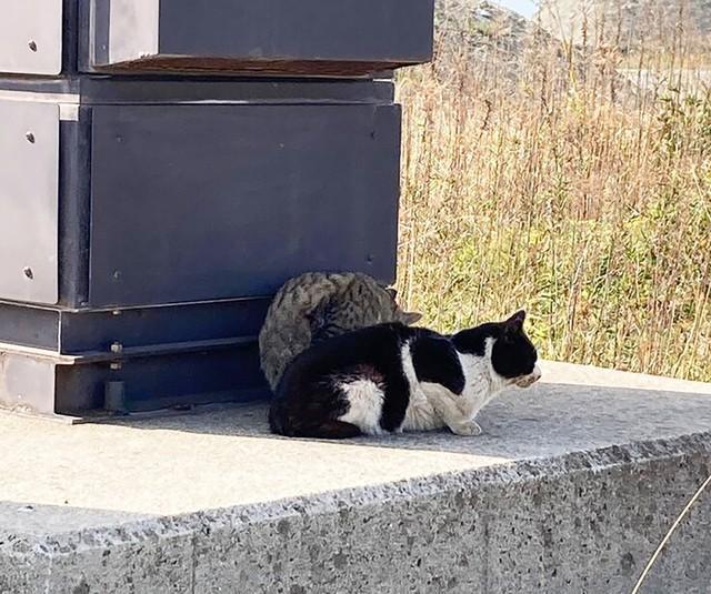 和歌山市内の河川敷にある突堤付近に行き場を失った猫たちが身を寄せ合って過ごしていました