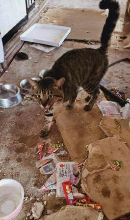 能登地震で1か月、迎えを待ち続けた猫さん→背中にガラスの破片が刺さっていたが…4か月後には、新しい家族のもとへ