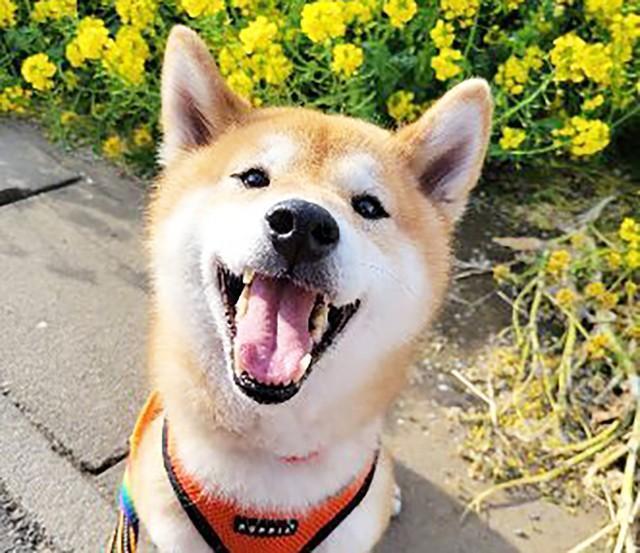 元繁殖犬のメスの柴犬・きなこ