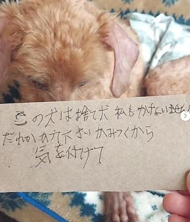 「この犬は捨て犬、かみつく」メモと共に置き去りにされた老犬「元飼い主が許せません」「余りにも身勝手な行動」