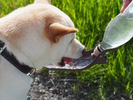 「人が『暑い』と感じる気温は犬には地獄」連日の猛暑…外飼いの犬は家の中へ、炎天下の散歩は止めて！犬のプロの投稿に共感の声