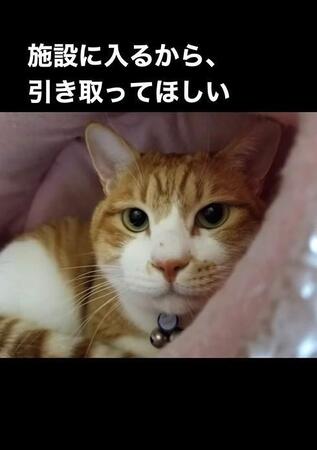 「施設に入るから猫を引き取って」高齢夫婦が託した愛猫→やすらかに虹の橋を渡る　保護猫カフェ「飼い主さんは万が一に備えてほしい」