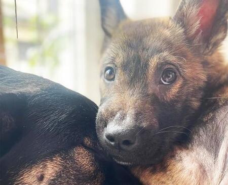 「この子にします」　保護団体が引き出した野犬の子犬はひどい皮膚病だった　治療を頑張り人馴れも　「迎え入れたい」と理解ある人に正式譲渡