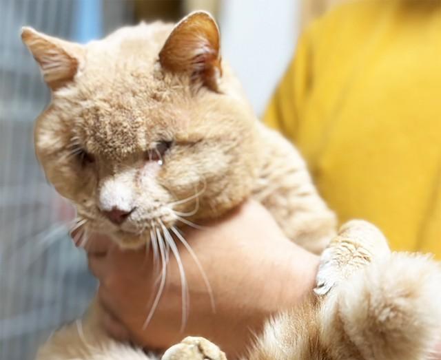 全盲にして衰弱し道端に倒れていたオス猫・ぴっちょん。元飼い猫とおぼしき様子です