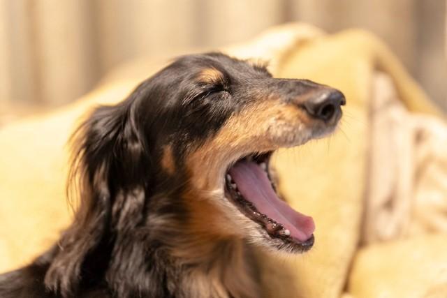 いつも飼い主さんの帰宅が待ち遠しくて嬉しかった、ストライプ1号さんの亡き愛犬、クッキーちゃん（画像提供：ストライプ1号（992カレラ4GTS）さん）