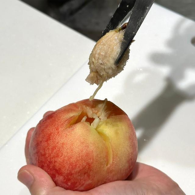 「スルリ」、気持ちよく種を取ることができました！(画像提供：全農広報部 ※許諾を得て画像を一部トリミング)