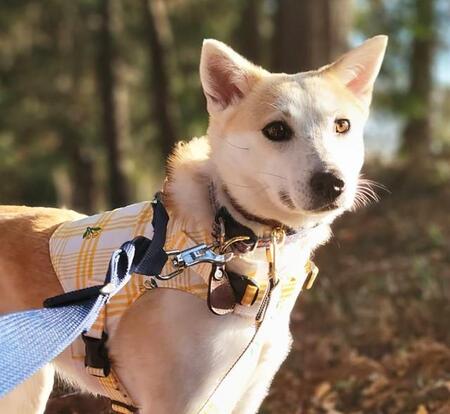 小柄で控えめで優しい性格から他のワンコにいつも押され気味に過ごしていたメスのミックス犬・茱