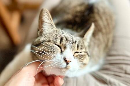 2位は「ふみふみしているとき」…猫好き女性が選んだ「好きな猫の行動」ランキング発表