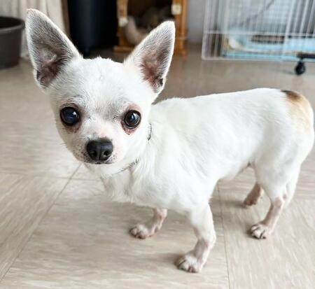 元飼い主から「もう飼えない」と飼育放棄されたチワワのジェリー