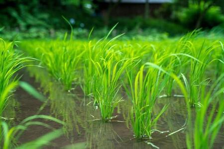 一般的な田んぼのイメージは区画が整理されているけれど…※画像はイメージです（Tokiya Shun/stock.adobe.com）