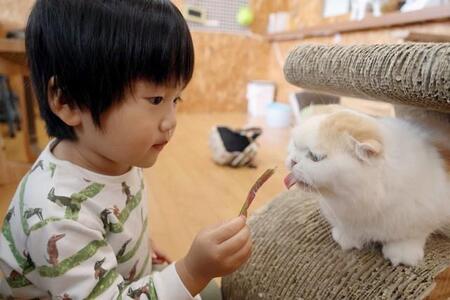 ペットカフェで動物に噛まれケガ…「一切責任を負いません」と、お店が決めていても、賠償請求は可能です　弁護士が解説する対処法