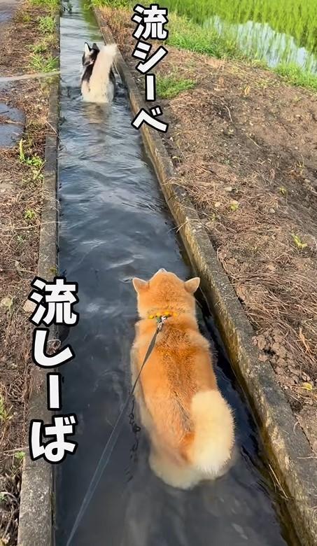 水路を流れるように歩く柴犬とハスキー犬がInstagramで話題に（「柴リアンハスキーもちごめ兄弟」さんさん提供、Instagramよりキャプチャ撮影）