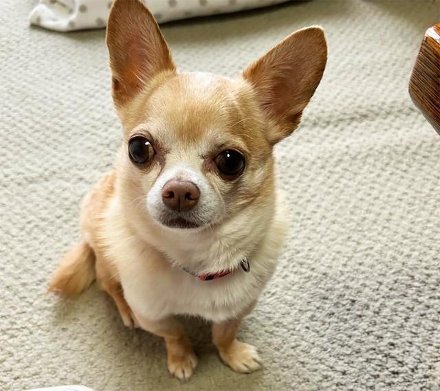 飼い主が長期入院することとなり、第二の犬生を目指すことになったチワワのガンちゃん