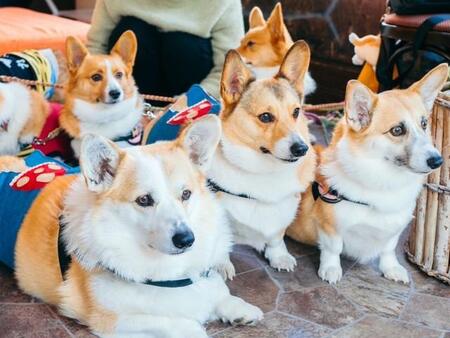 犬さんいったい何匹いるの！？「コギ芋洗い」になったプールが楽しすぎる！「気持ちよさそ～」