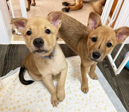 寝るときも遊ぶときもいつも一緒だったね　子犬きょうだいは幸せのため別々の道へ　「いつか会えるといいね」