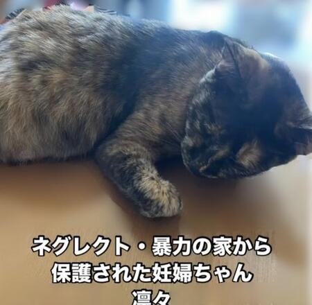 飼い主の虐待により、無表情で無抵抗の猫を保護　6匹の子猫を出産したが…悲しい別れ「穏やかに暮らせていたら回避できたかも」