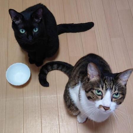 「チビたちを頼むにゃ…」子猫2匹を託して引き取った黒猫ママ…「あとは任せて！」迎え入れた家で幸せに暮らす