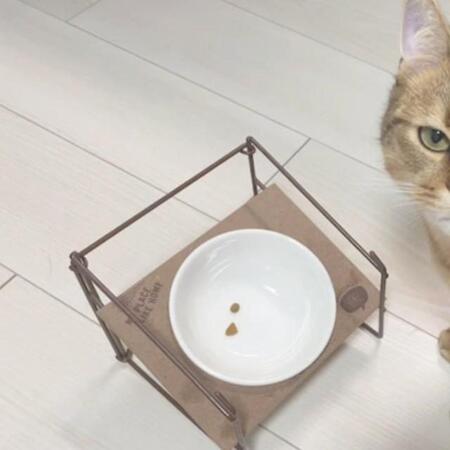 「えっ、たったこれだけ？」ご飯の量に不満な猫さん　その表情に爆笑「目は口ほどに物を言うw」