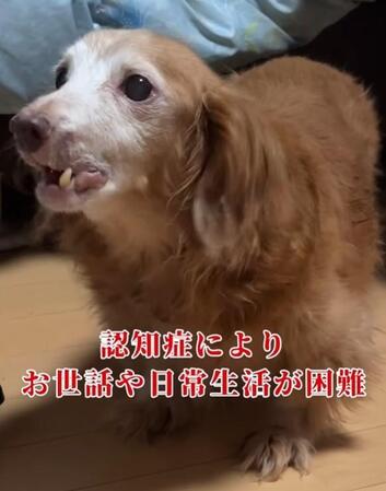 認知症によりお世話が困難な高齢女性の愛犬（「おっぽの会」さん提供、Instagramよりキャプチャ撮影）