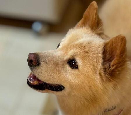 半年以上散歩に行かせてもらえなかった犬、保護されて幸せな生活送る　インスタの里親募集がきっかけ