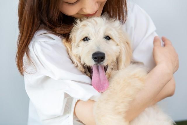 愛犬と出会った場所は？　※画像はイメージです（健二 中村/stock.adobe.com）