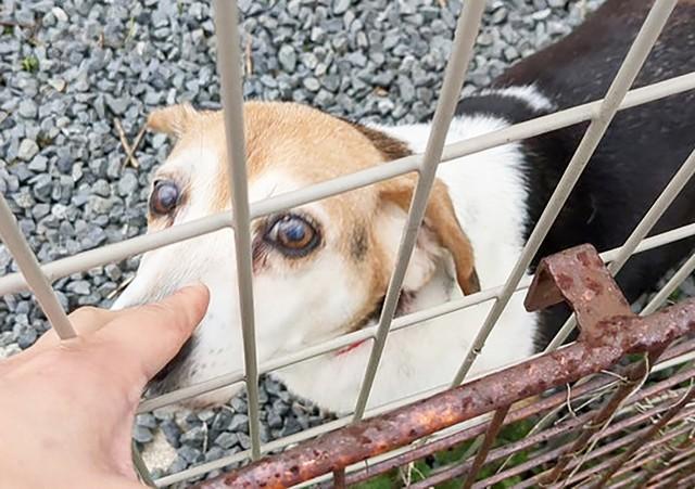 一時は殺処分の淵に立たされたビーグルの血が入っているシニア犬・イチ様