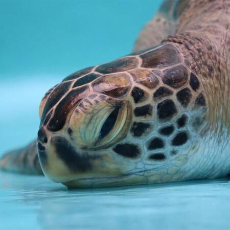 ウミガメ飼育員が「浮気現場に遭遇したような気持ちに」どういう状況！？カメが反応するのは…