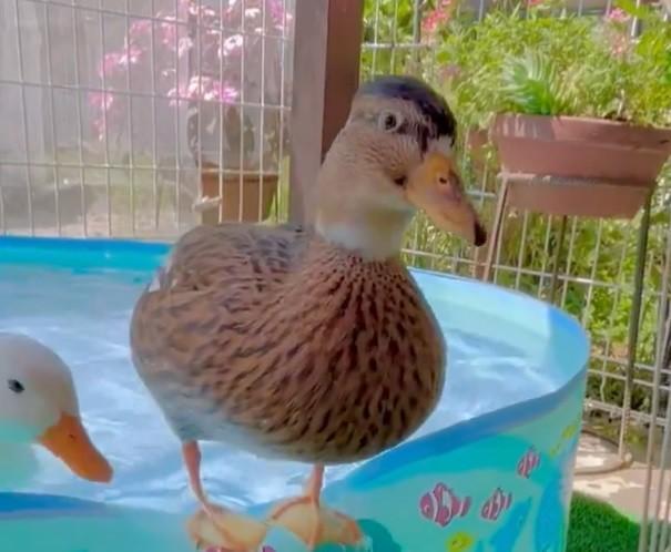 飼い主さんも思わず「そこに立つのやめて」（画像は動画よりスクリーンショット）