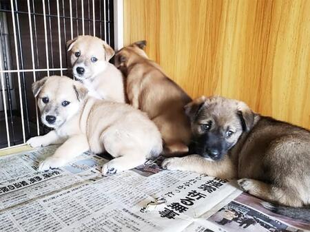 お茶の木の根元に、生まれたばかりの9匹の子犬がいました（写真は成長後）