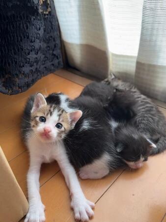 ごみ置き場に1匹でぽつんといた生まれたての子猫を保護→出産直後の母猫がパクッ…　無償の愛でつながった小さな命