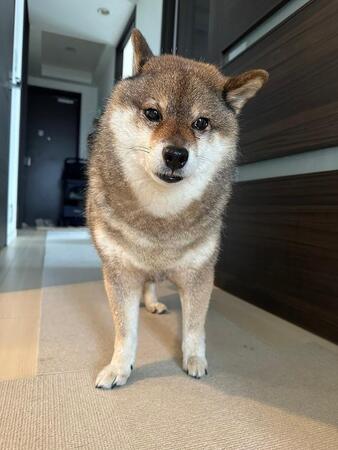 「放心状態のイッヌ」に共感と励ましの声「感情が整理できていない」柴犬さん、いったいどうしたの？