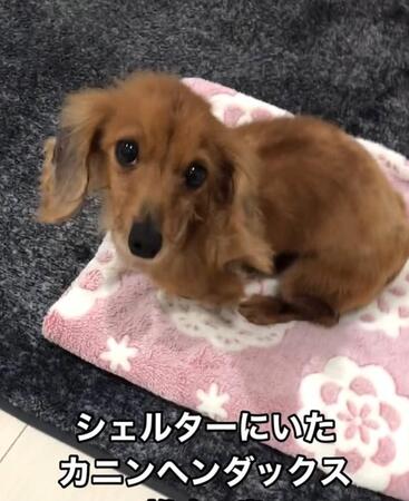 子どもを産めなくなってシェルターへやって来たネネちゃん（飼い主さん提供、Instagramよりキャプチャ撮影）