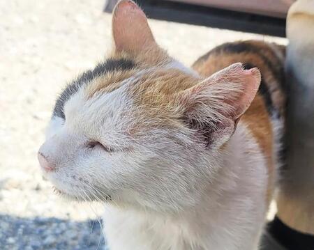 交通事故の多発スポットに現れた三毛猫　エサやり場に来たところを保護された　不安のない晩年になりますように