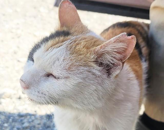 交通事故の多い、千葉県内のとある場所に度々顔を出すようになった三毛猫