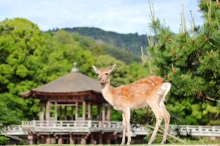 京都人「京都に旅行に行くなら、宿泊は奈良にするのです」メリットずらり　「滋賀もええんちゃうかな」