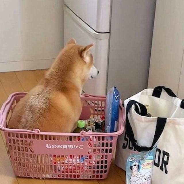 10kgのお米を買ったはずが……（画像提供：柴犬ももさん）