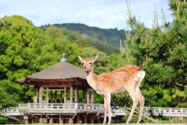 奈良と京都、意外と近いですよ（narashika/stock.adobe.com）※画像はイメージ