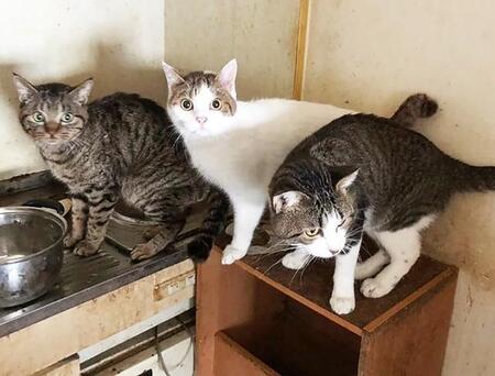 アパートの1室に16匹の猫　エサよりも水に群がった　ゴミだらけの部屋には複数の遺骸　