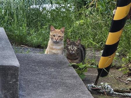 過酷な環境で生きる島の野良猫たちを一斉TNR　過剰繁殖を防ぐため、動物愛護団体が訴えるのは？