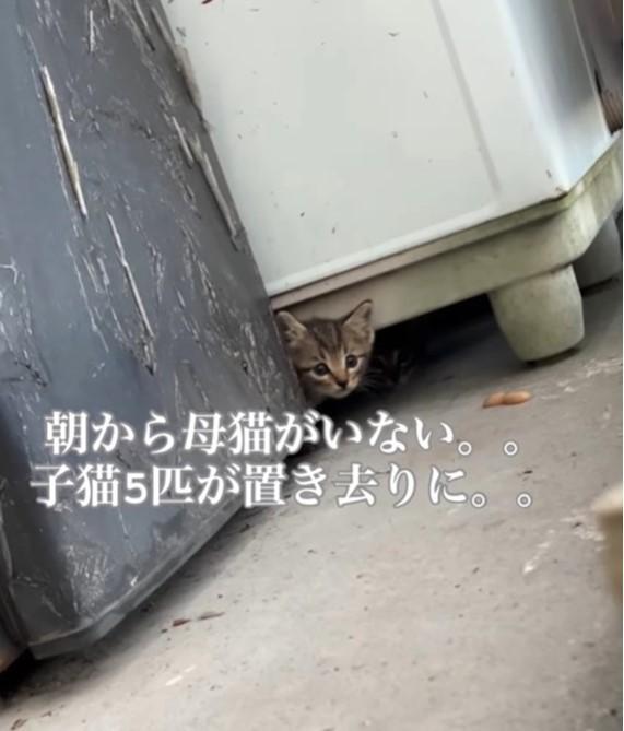 子猫5匹の捕獲依頼を受けたボランティアが現場に駆け付けた（えみさん提供、Instagramよりキャプチャ撮影）