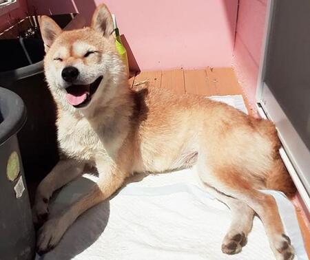 多頭飼育崩壊から保護された柴犬　保護メンバーも手を焼く“野生児”は賢い家庭犬へ変身　そして理解ある家に迎えられた