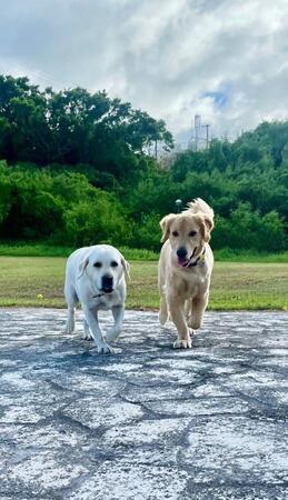 サーターアンダギーを食べる飼い主、無言で見つめるラブラドール2頭　「この目は誤魔化せない」「隠し事はできませんね」と反響