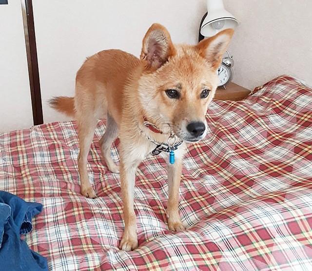 沖縄・石垣島から生後6カ月のころに東京にやってきたオスのミックス犬・クリス