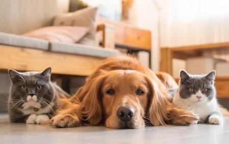 室内で飼っている場合でも、熱中症対策を忘れずに※画像はイメージです（chendongshan/stock.adobe.com）