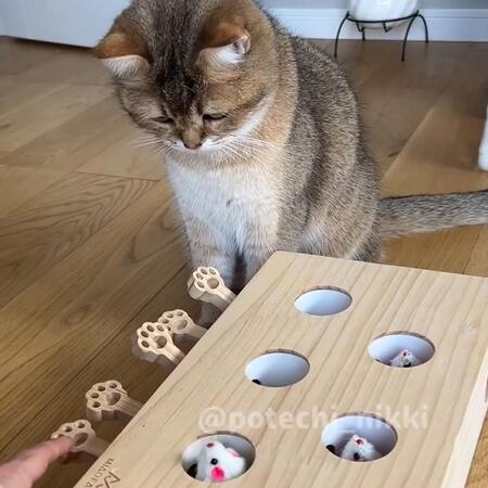 飼い主さんの手の動きに集中！（画像提供：ぽてこゆこめ。さん ※動画よりキャプチャ、画像を一部トリミング）