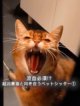 「襲われるから、猫に背中を向けないでください」飼い主以外は拒絶する猫さんの態度が激変、社交的に　なぜ？