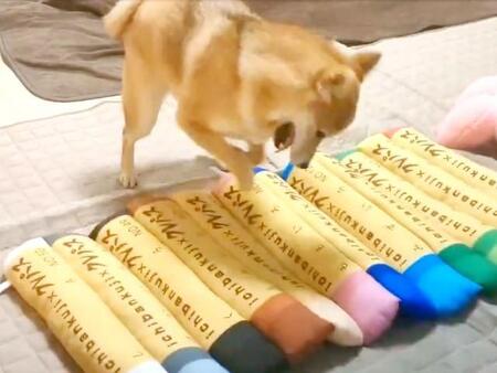 柴犬「うすだいだい色が気に入らない」とご乱心！ クッション集中攻撃する姿に3.4万いいね→「なぜwww」「もしや中に大金が！？」