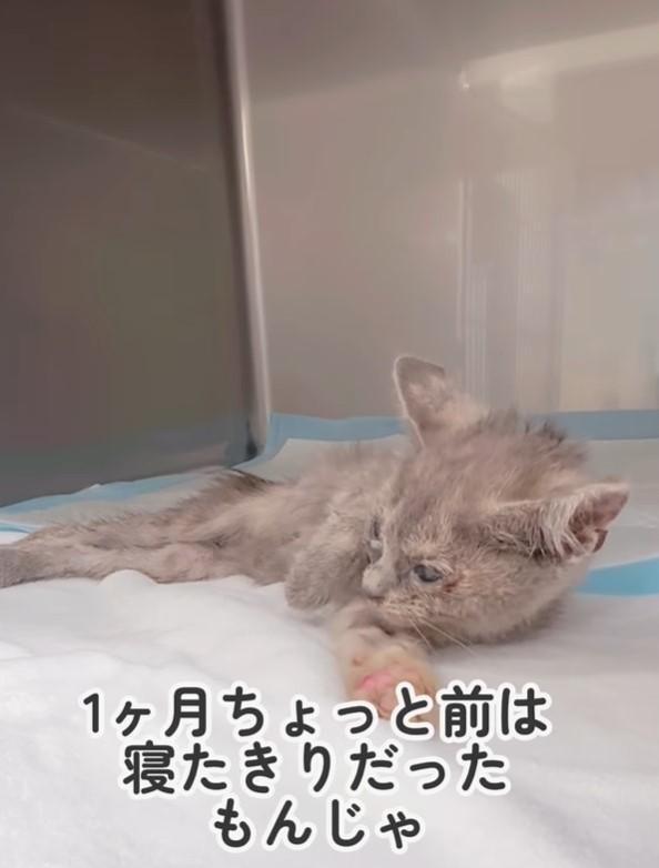 動物愛護センターで収容されていた寝たきりの子猫を保護（かごねこさん提供、Instagramよりキャプチャ撮影）