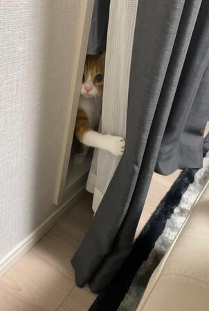 「シッ静かにしろ。助けに来た」さっそうと現れたのは…猫さん！？「惚れてまうやろ」リプは大喜利に